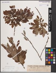 Foto von Salix cinerea L.